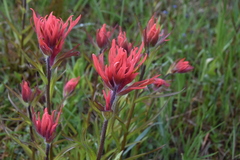 Castilleja miniata miniata