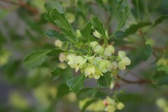 Dodonaea viscosa mucronata