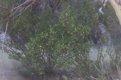 Dodonaea viscosa mucronata