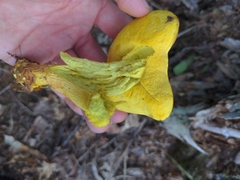 Retiboletus ornatipes