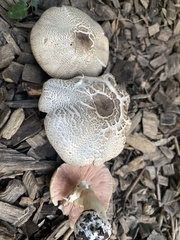 Agaricus placomyces