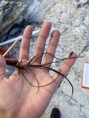 Chordaria flagelliformis