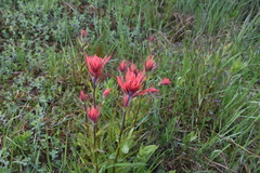 Castilleja miniata miniata
