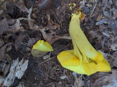 Retiboletus ornatipes