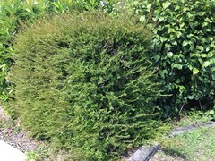 Phyllanthus myrtifolius