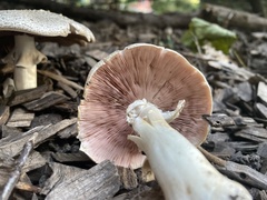 Agaricus placomyces