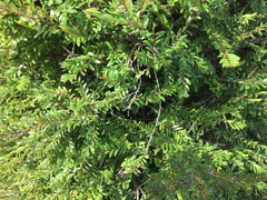 Phyllanthus myrtifolius