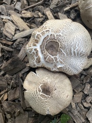 Agaricus placomyces