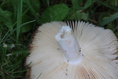 Russula foetens