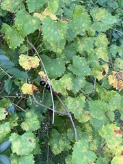 Vitis rotundifolia