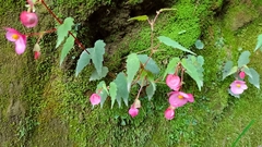 Begonia gracilis