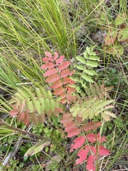 Sorbus scopulina
