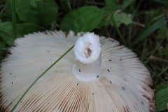 Russula foetens
