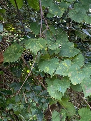 Vitis rotundifolia