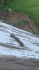 Anisota virginiensis