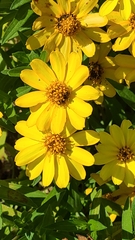 Coreopsis major