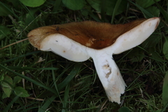 Russula foetens