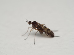 Sylvicola undulatus