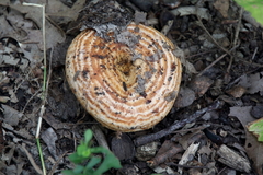 Lactarius psammicola