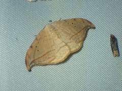 Drepana arcuata