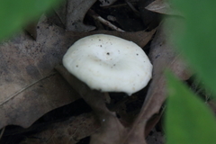 Clitocybe odora