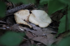 Clitocybe odora