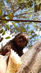 Callithrix penicillata