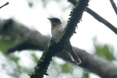 Myiagra rubecula