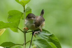 Malurus melanocephalus