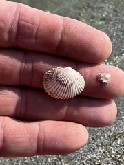 Dinocardium robustum