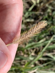 Setaria