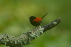 Malurus melanocephalus