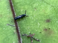 Lepidocyrtus paradoxus