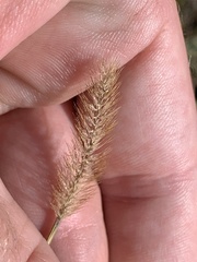 Setaria