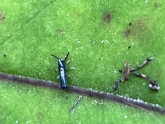 Lepidocyrtus paradoxus