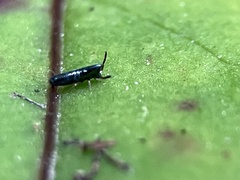 Lepidocyrtus paradoxus