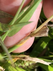 Setaria