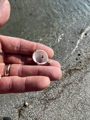 Dinocardium robustum