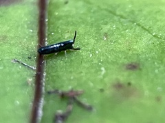 Lepidocyrtus paradoxus