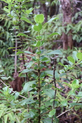 Coprosma