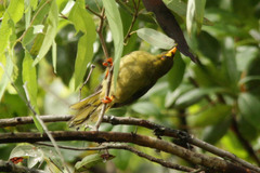 Manorina melanophrys