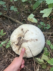 Calvatia