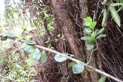 Ilex anomala