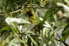 Manorina melanophrys