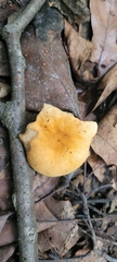 Gyroporus castaneus