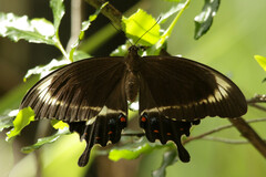 Papilio fuscus