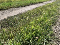 Setaria