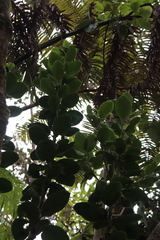 Ilex anomala