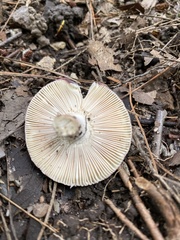 Russula cyanoxantha