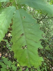 Castanea dentata